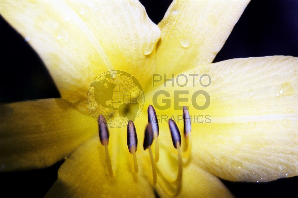 1317 Yellow Lily, Cape Cod, MA
