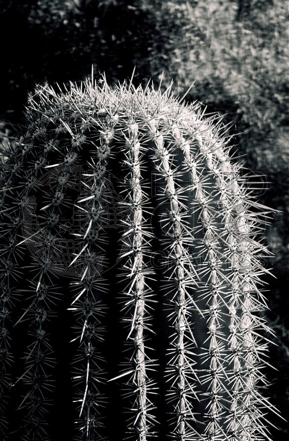 1330 Cactus, Tucson, AZ