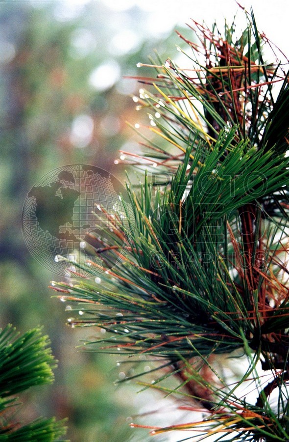 1337 Wet Pine Needles, Carmel, CA