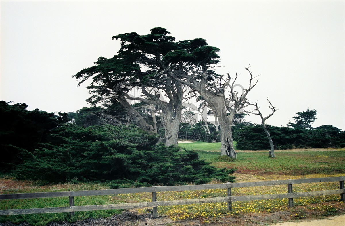 1338 Cypress Tree, Carmel, CA