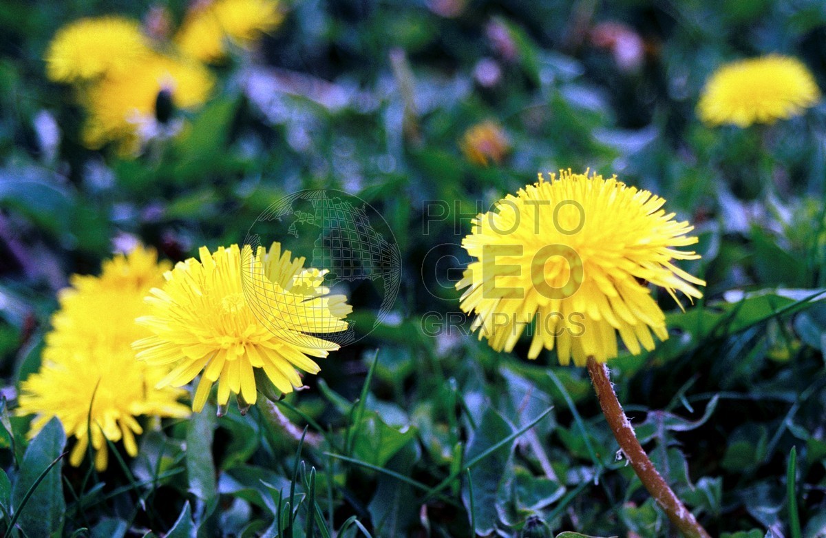 1353 Dandelion