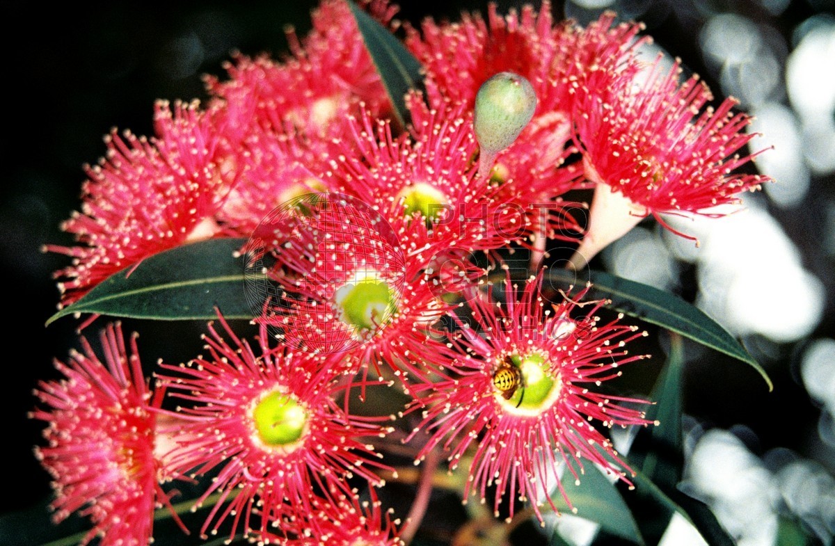 1364 Red Flowers, Carmel, CA
