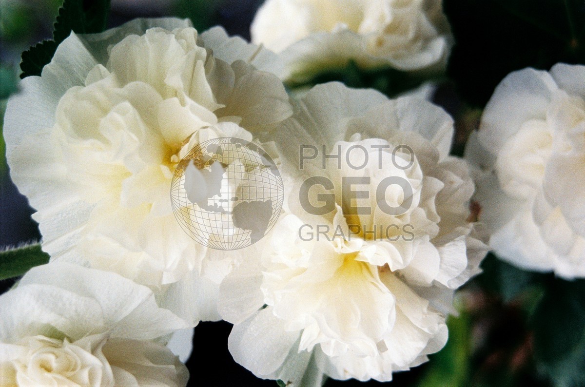 1367 White Flowers, Carmel, CA