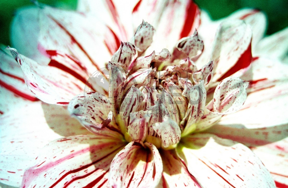 1400 White & Red Flower, Giverny, France