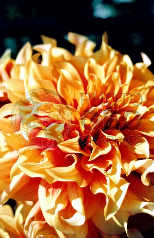 1401 Yellow Flower, Giverny, France