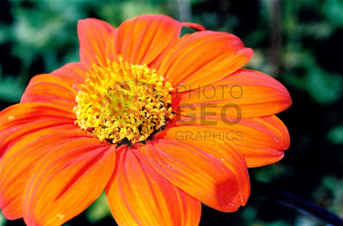 1402 Orange Flower, Giverny, France