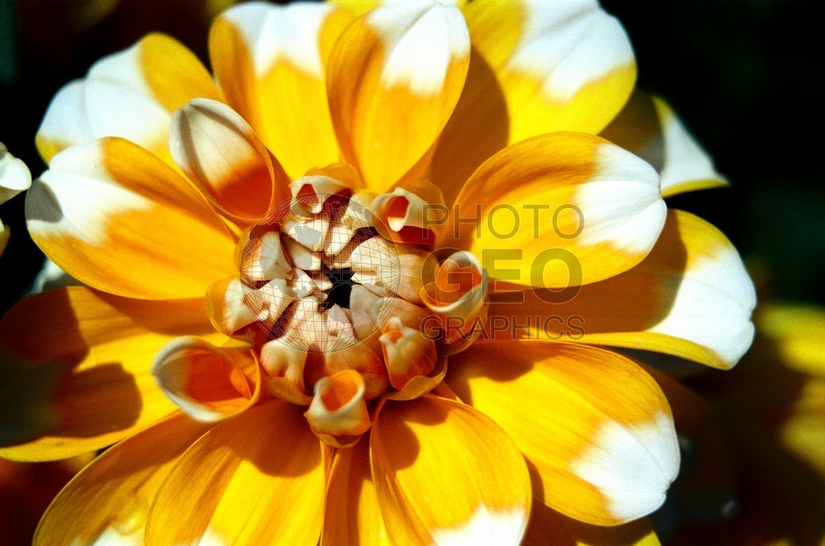 1403 White & Yellow Flower, Giverny, France