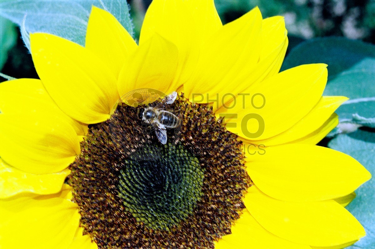 1405 Yellow Flower with Bee, Giverny, France