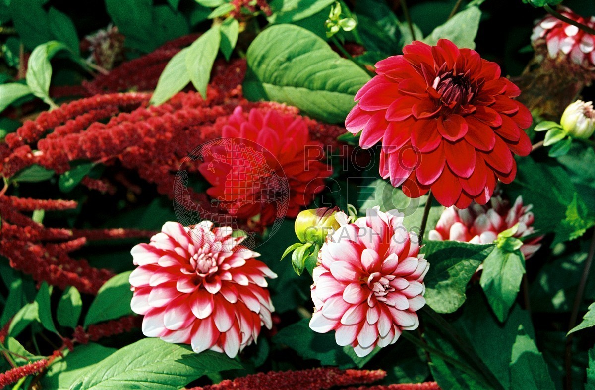 1407 Red and White Flowers, Giverny, France