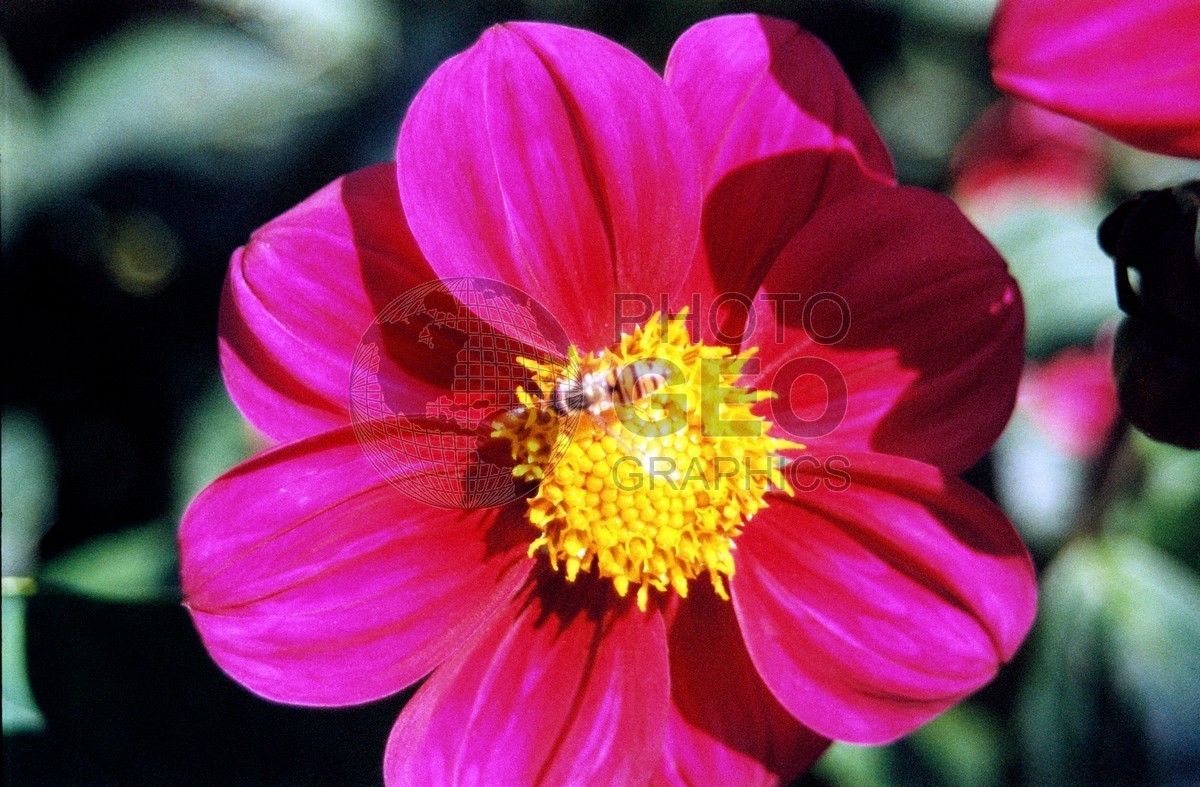 1411 Pink Flower with Bee, Giverny, France