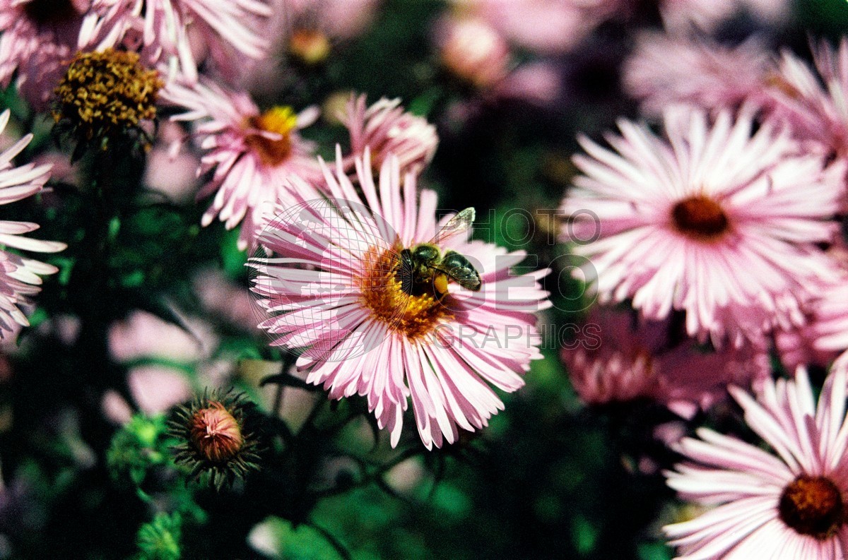 1412 Purple Flower with Bees, Giverny, France