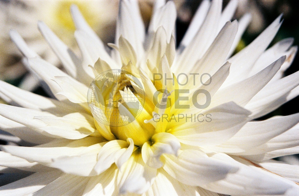 1413 White and Yellow Flower, Giverny, France