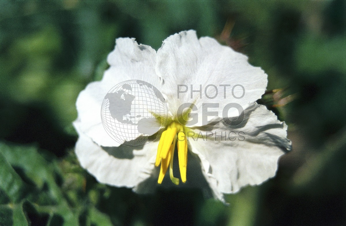 1427 White Flower, Giverny, France