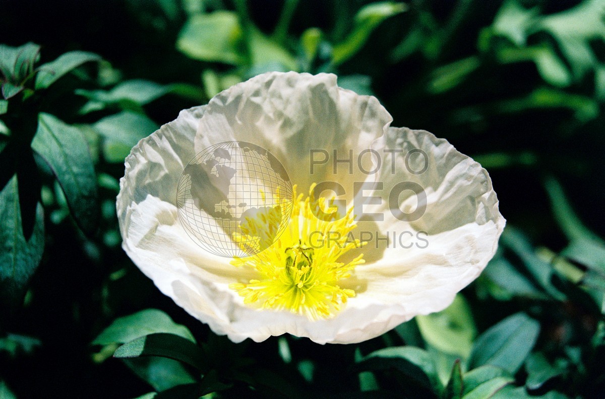 1454 White & Yellow Flowers, Dallas, TX
