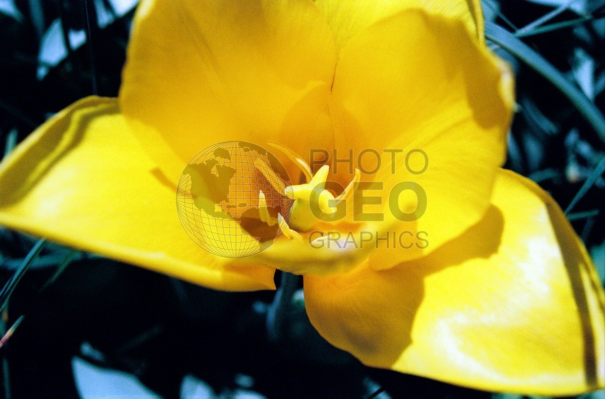 1455 Yellow Flowers, Dallas, TX