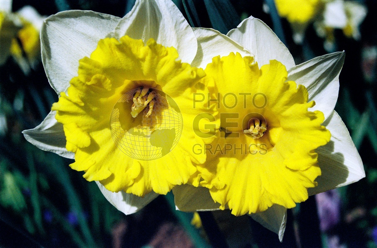 1456 White & Yellow Flowers, Dallas, TX