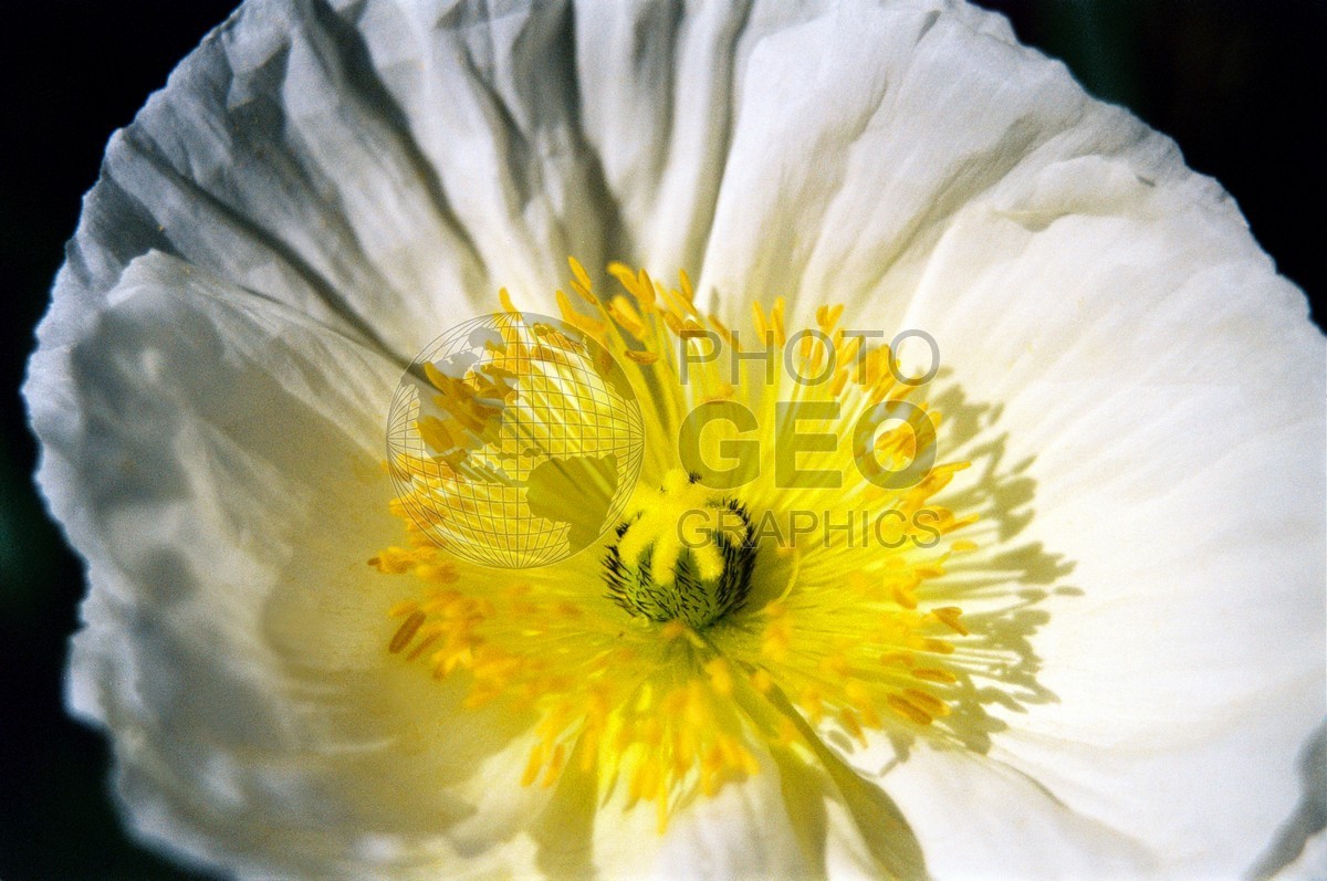 1457 White & Yellow Flowers, Dallas, TX