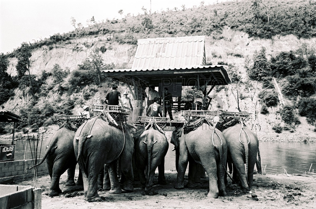 1467 Elephant Station (b/w), Chang Mai, Thailand