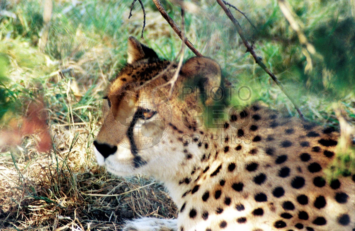 1475 Young Cheetah, Fossil Rim, TX