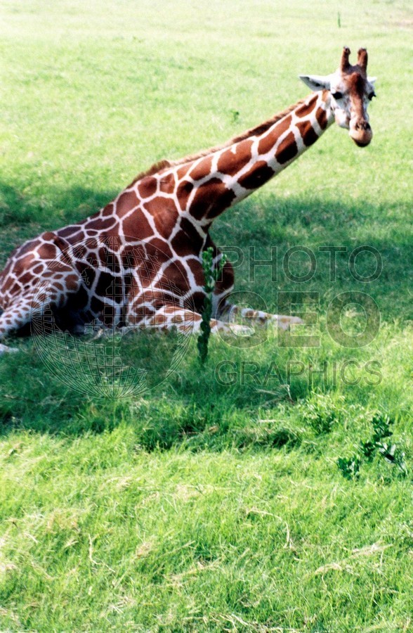 1476 Sitting Giraffe, Fossil Rim, TX
