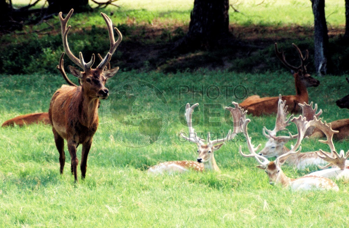 1477 Deer Herd, Fossil Rim, TX