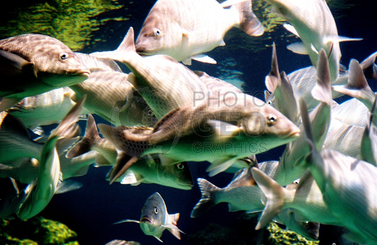 1494 "Atlantis Fish," Paradise Island, Bahamas