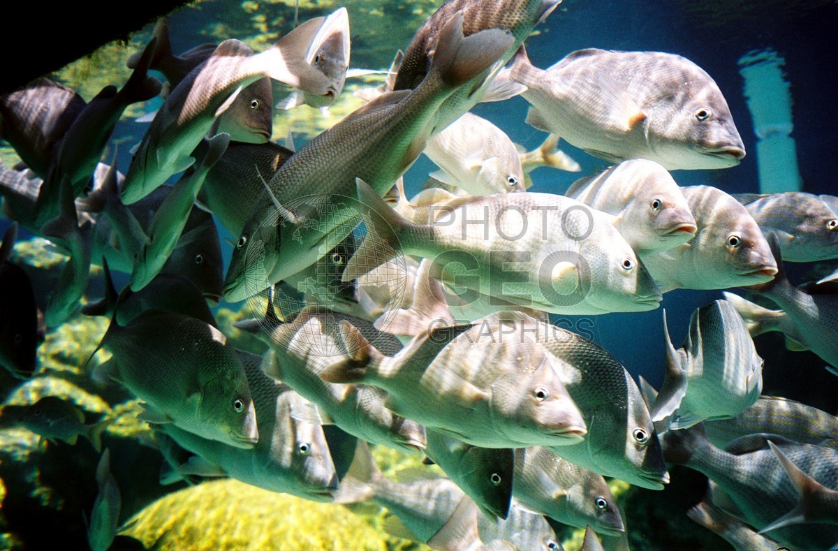 1496 "Atlantis Fish," Paradise Island, Bahamas