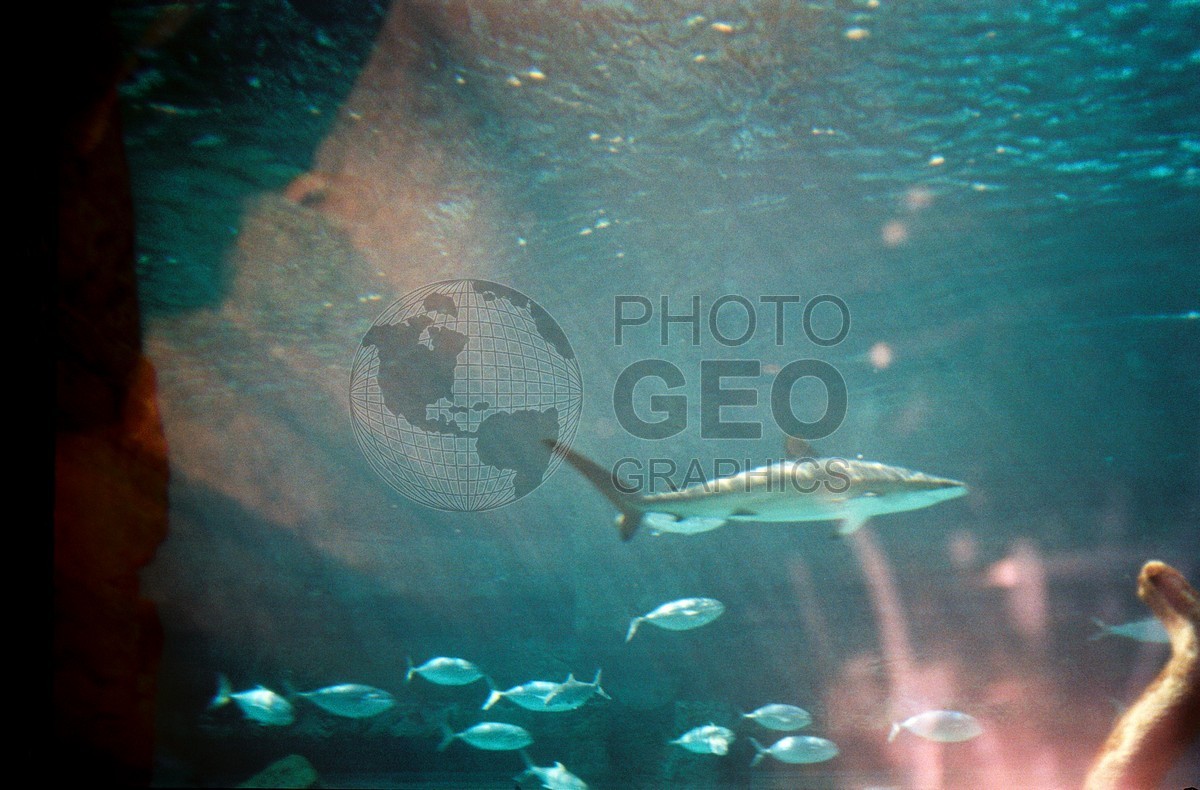 1497 "Atlantis Fish," Paradise Island, Bahamas