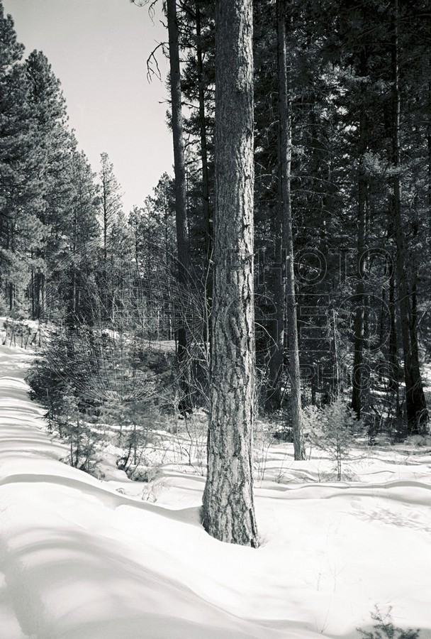 1532 Snowy Forest, Darby, MT