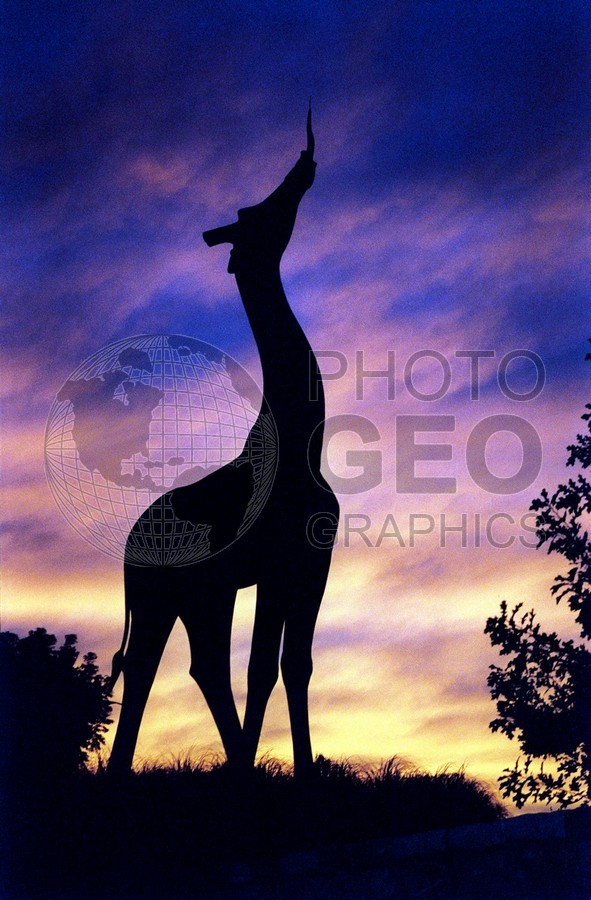 1539 Giraffe in Sunset, Dallas, TX