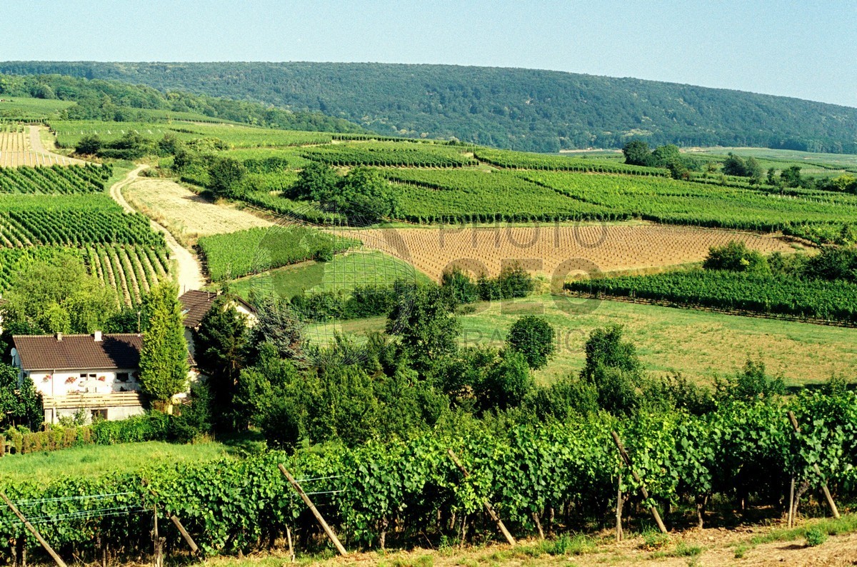 1558 Wine Country, Rouffach, France