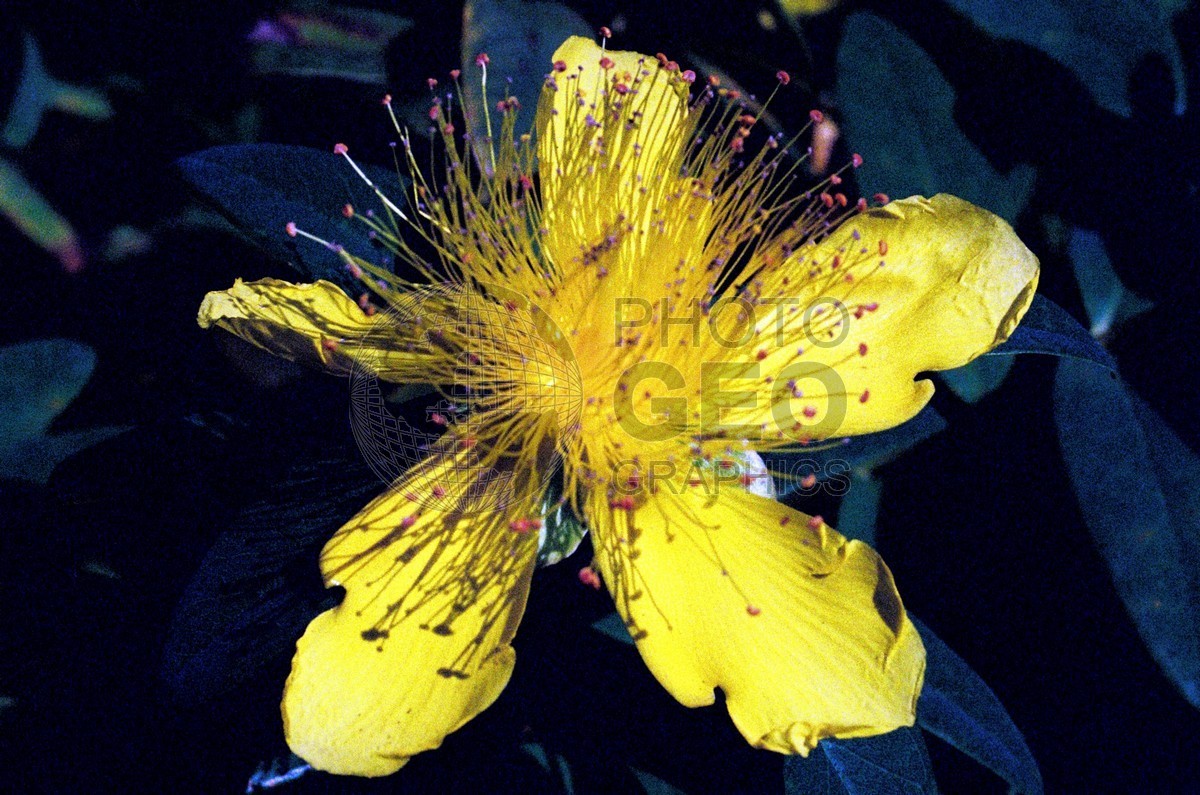 1559 Yellow Flower, Rouffach, France
