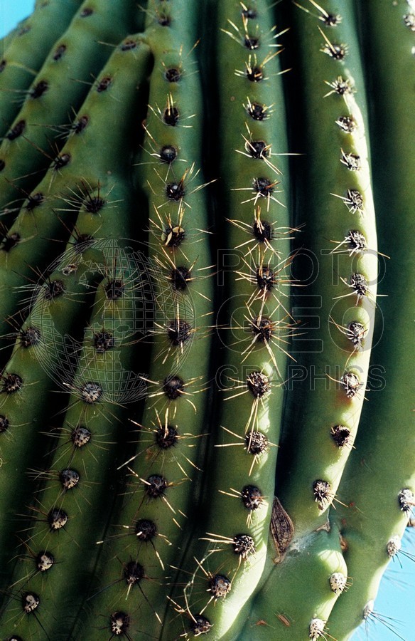 1569 Cactus, Tucson, AZ