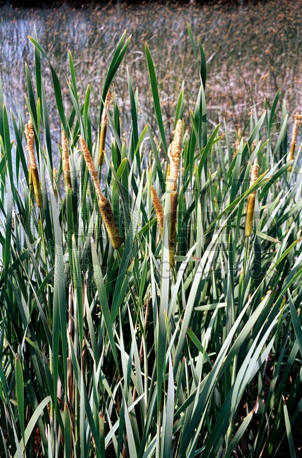 1602 Cattails, Traverse City, MI