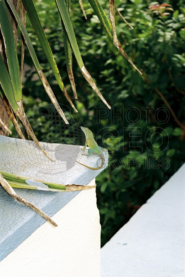 1608 Gecko, Bermuda
