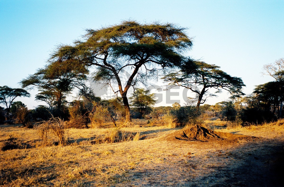 1710 Ant Mounds near Acacia Tree, Krueger National Park, South Africa