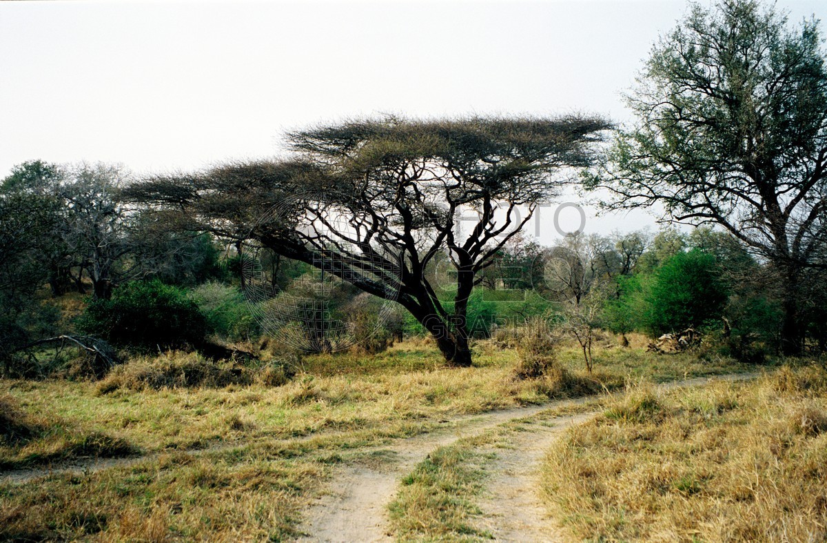 1715 Acacia Tree, Matetsi, Zimbabwe