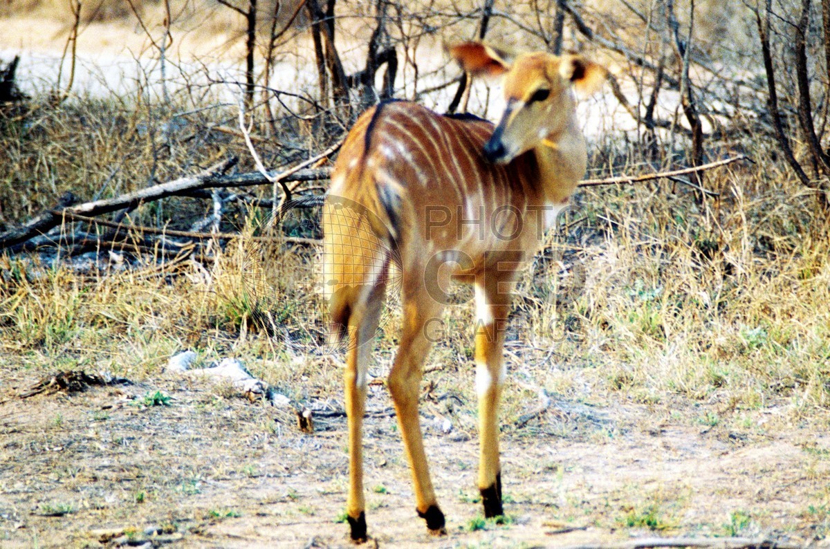 1721 Nyala Cow, Krueger National Park, South Africa