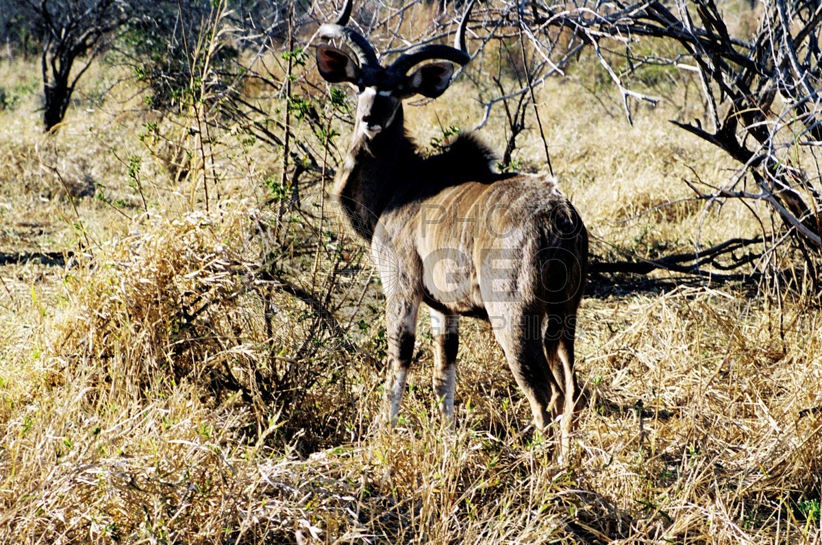1722 Nyala Bull, Krueger National Park, South Africa