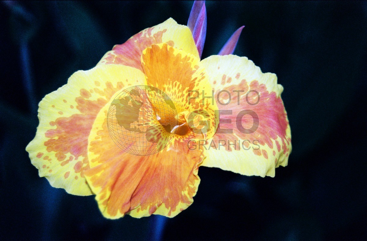 1730 Yellow Flower, Maui, HI
