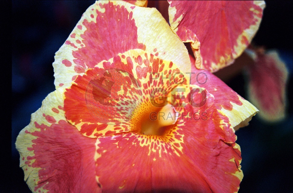 1731 Pink & Yellow Flower, Maui, HI