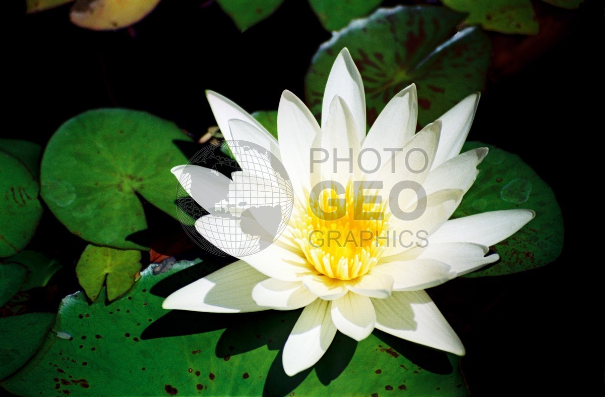 1734 White Water Lilly, Maui, HI