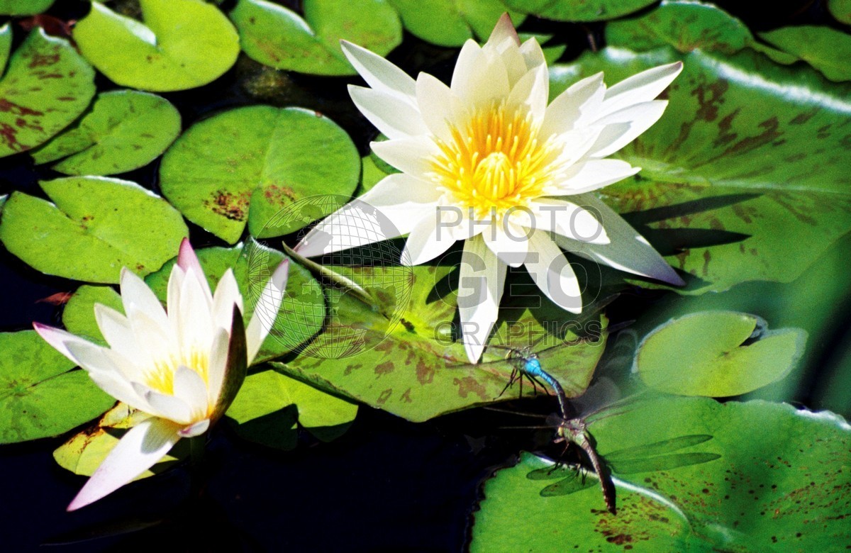 1735 White Water Lillies, Maui, HI