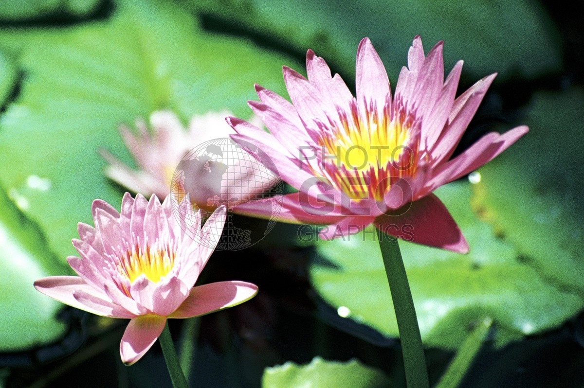 1736 Pink Water Lillies, Maui, HI