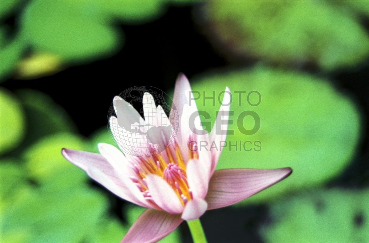1737 Pink Water Lilly, Maui, HI