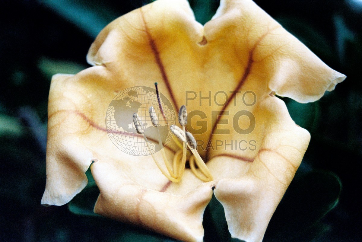1752 Beige Flower, Maui, HI