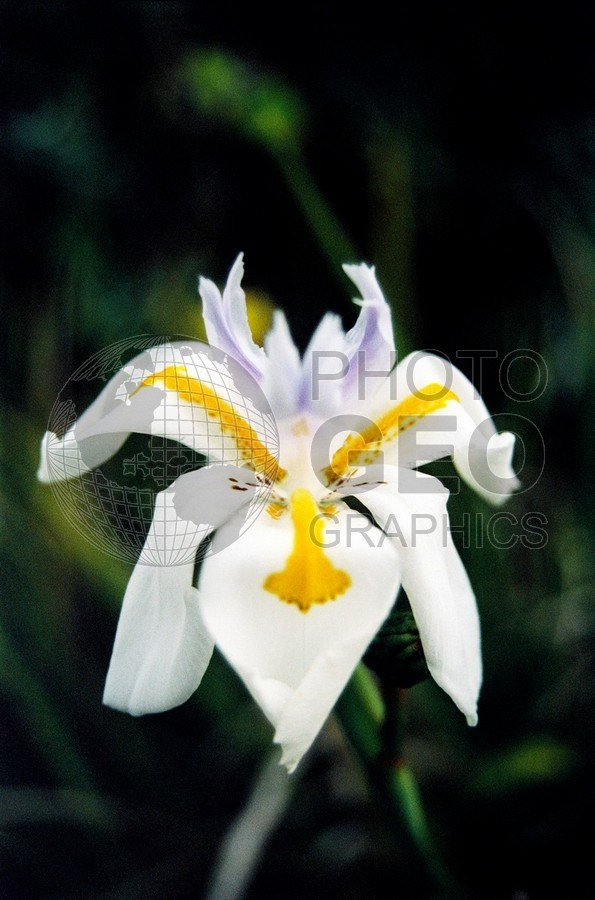 1753 White with Orange Flower, Maui, HI