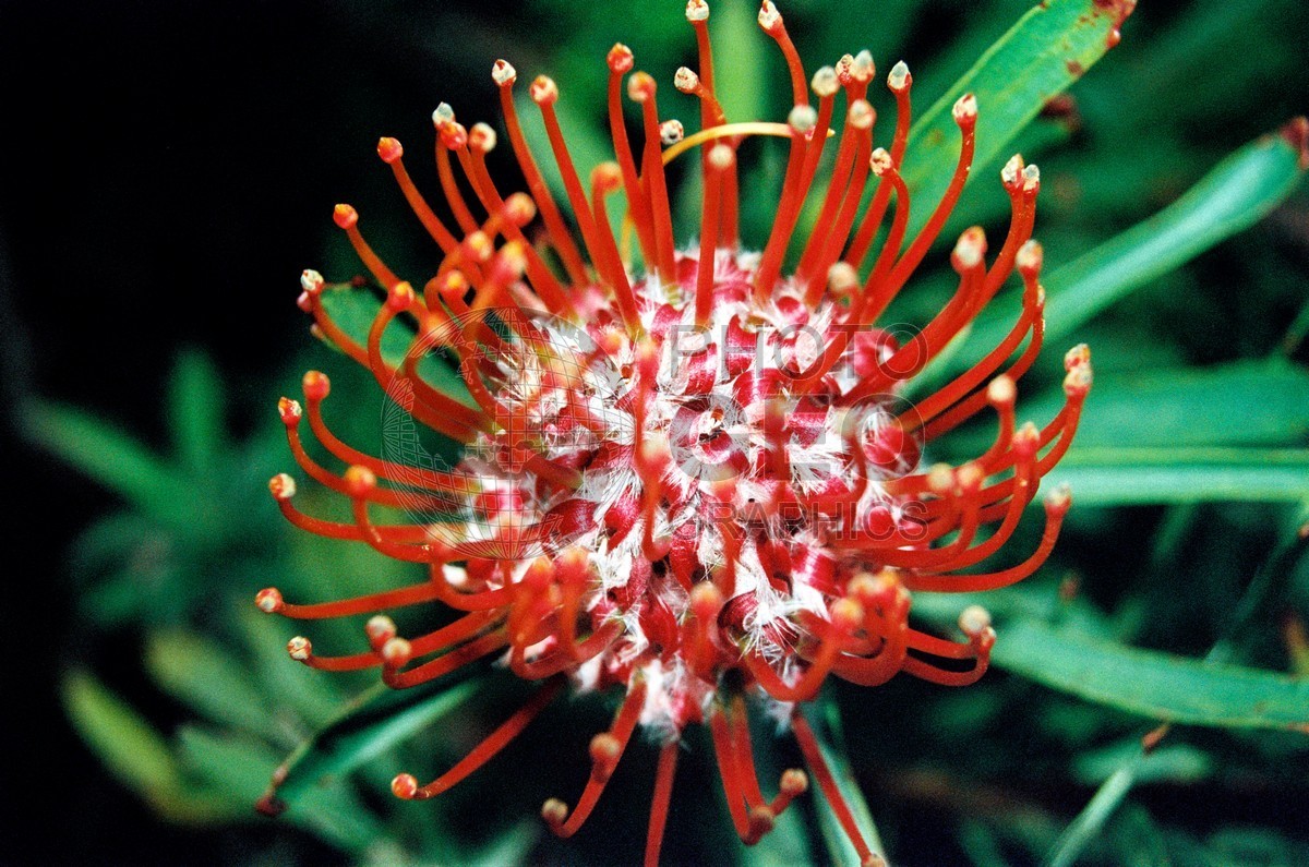 1754 Red Protea, Maui, HI