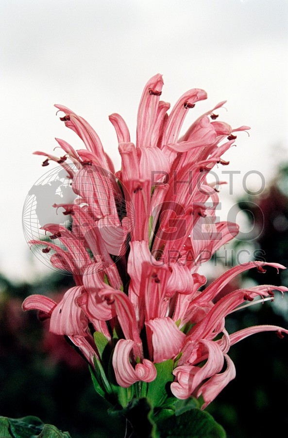 1755 Pink Flower, Maui, HI
