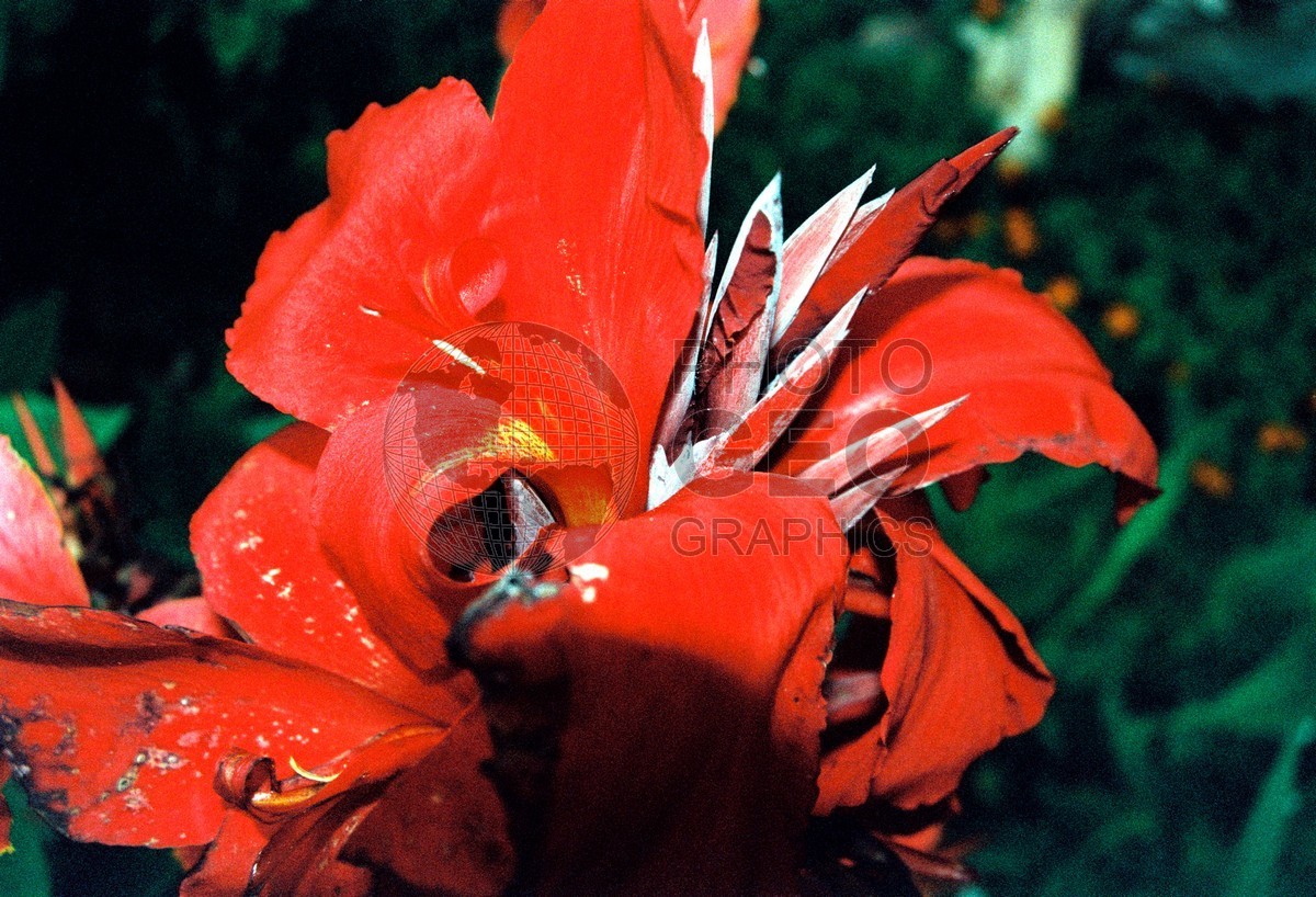1756 Red Flower, Maui, HI